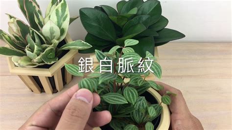 椒草種類|椒草品種介紹